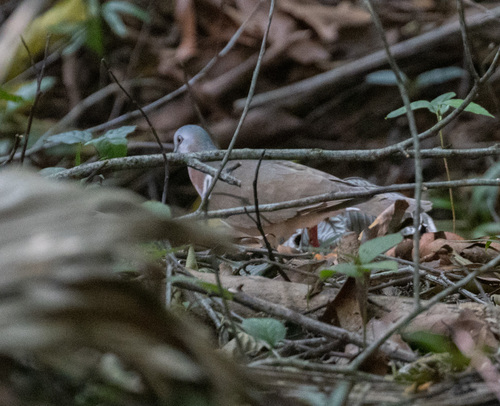 Caribbean Dove (Leptotila jamaicensis), photo 8