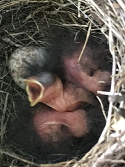 Junco