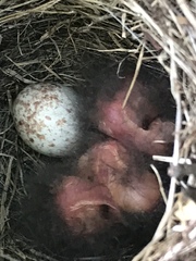 Junco