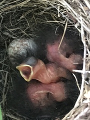 Junco