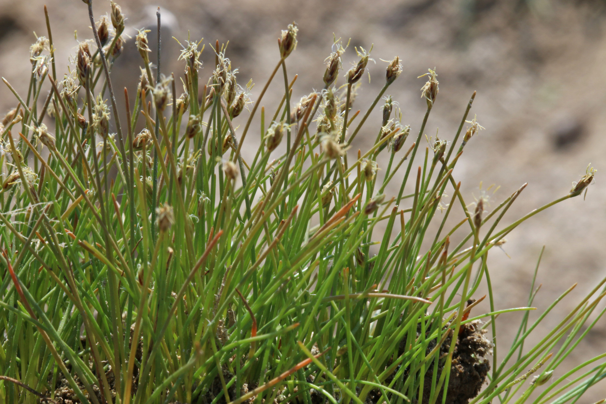 Eleocharis coloradoensis