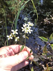 Rorippa aquatica
