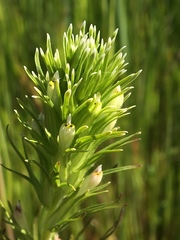 Castilleja attenuata