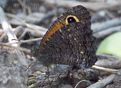 Haywardella edmondsii