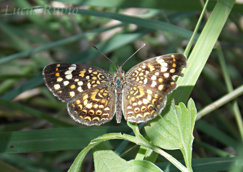 Phystis simois variegata