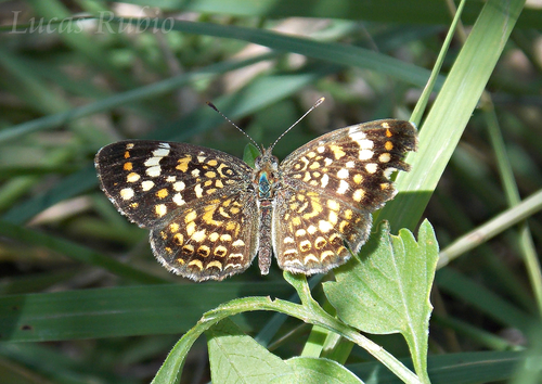 Phystis simois variegata