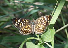 Phystis simois variegata