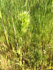 Castilleja attenuata