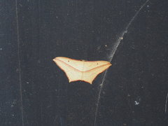 Timandra convectaria