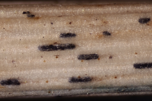 Stagonospora sedge pathogen