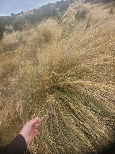 Image of Chionochloa rigida by (c) Julia Palmer, some rights reserved (CC BY-SA)