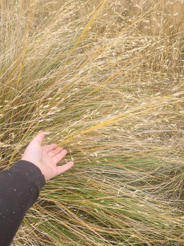 Image of Chionochloa rigida by (c) Julia Palmer, some rights reserved (CC BY-SA)