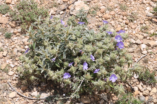 Barleria hildebrandtii