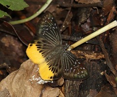 Mooreana trichoneura