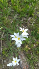 Sisyrinchium albidum