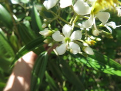 Miconia bicolor