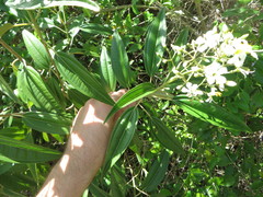 Miconia bicolor