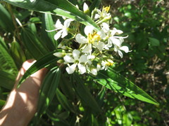 Miconia bicolor