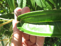 Miconia bicolor