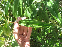 Miconia bicolor