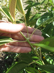 Miconia bicolor