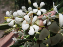 Miconia bicolor