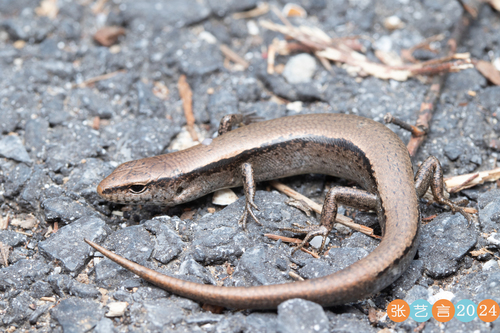 Modest Ground Skink
