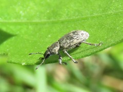 Tanymecus confusus