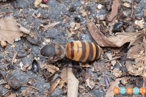Asian Giant Hornet