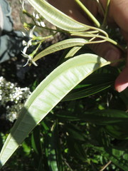 Miconia bicolor