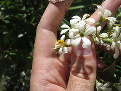 Miconia bicolor