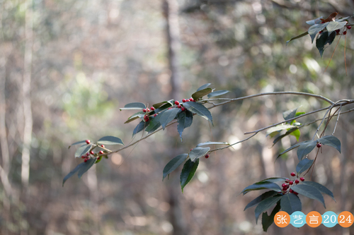 kashi holly