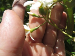 Miconia bicolor