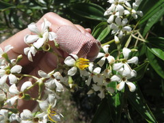 Miconia bicolor