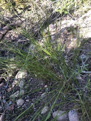 Melica imperfecta