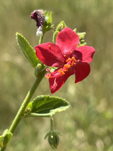 Hibiscus aponeurus