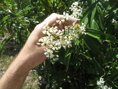 Miconia bicolor