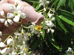 Miconia bicolor