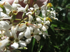 Miconia bicolor