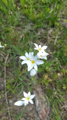 Sisyrinchium albidum