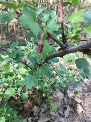 Ribes roezlii