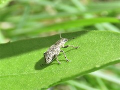 Tanymecus confusus