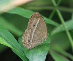 Mycalesis nicotia