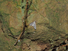 Dolicharthria bruguieralis