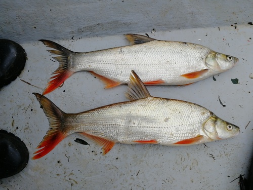 Mongolian redfin (Chanodichthys mongolicus) — Cyprinidae