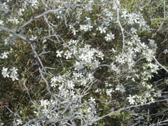Phlox tenuifolia