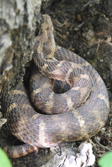 Gloydius intermedius