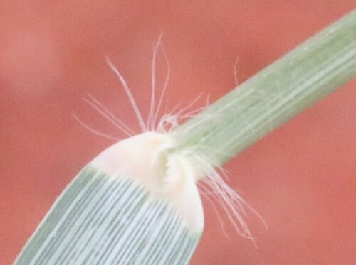 Eragrostis pilosa