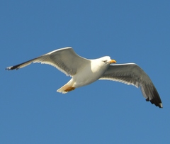 Larus michahellis
