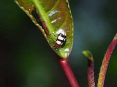 Arthrotus tricolor